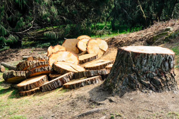 Trusted Caruthersville, MO Tree Care Experts